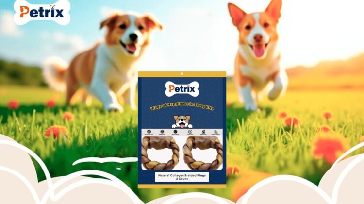 The Science Behind Why Dogs Love Chews and Treats So Much