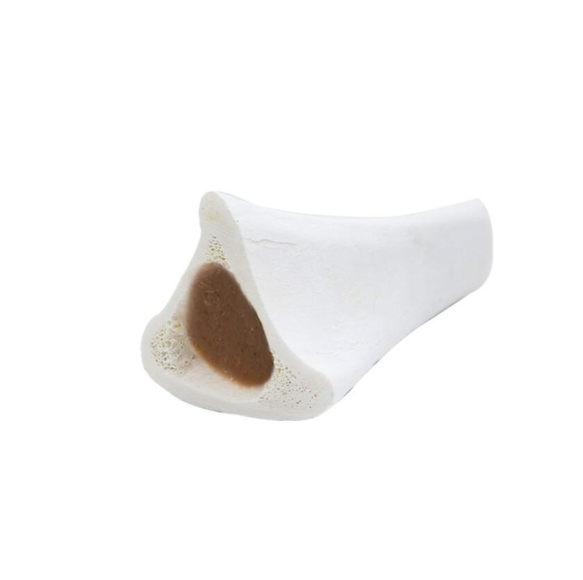 Tibia Bone Filled With Peanut Butter