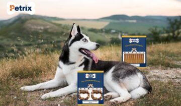 How Dog Chews Can Help Prevent Destructive Chewing Behavior
